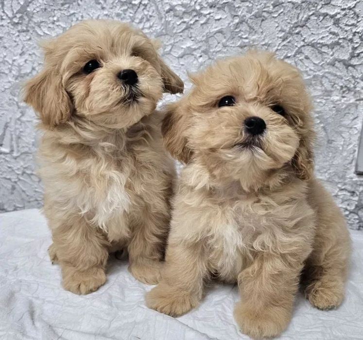 Мальтипу Ф_1 шикарный мальчик и девочка мини