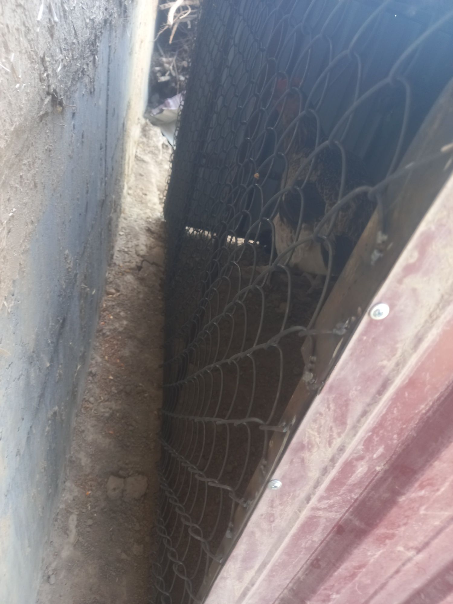 Tovuqlar uchun katak