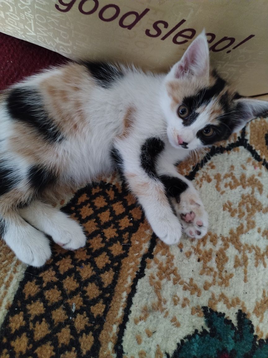 Двухмесячные Котята