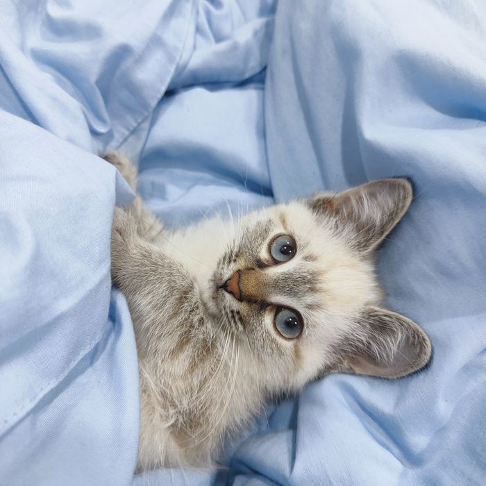 Котята домашние. Мама породы Сноу Шу.