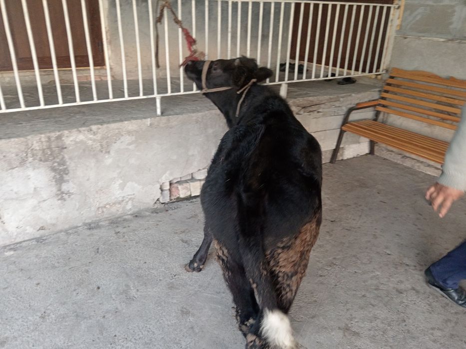 Gunajin buzoq sotiladi гунажин