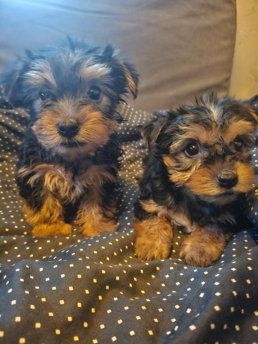 Йоркширски териер/йорки