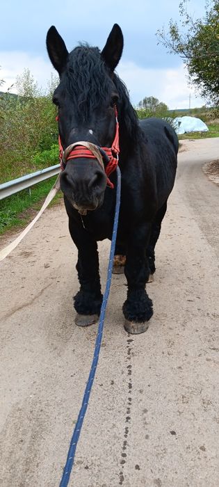 Vând doi Armăsari ardenezi de 9 și 10 ani