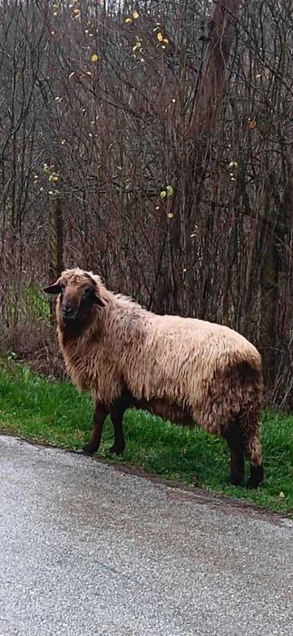 Мъжка овца КОЧ с.Расзоха