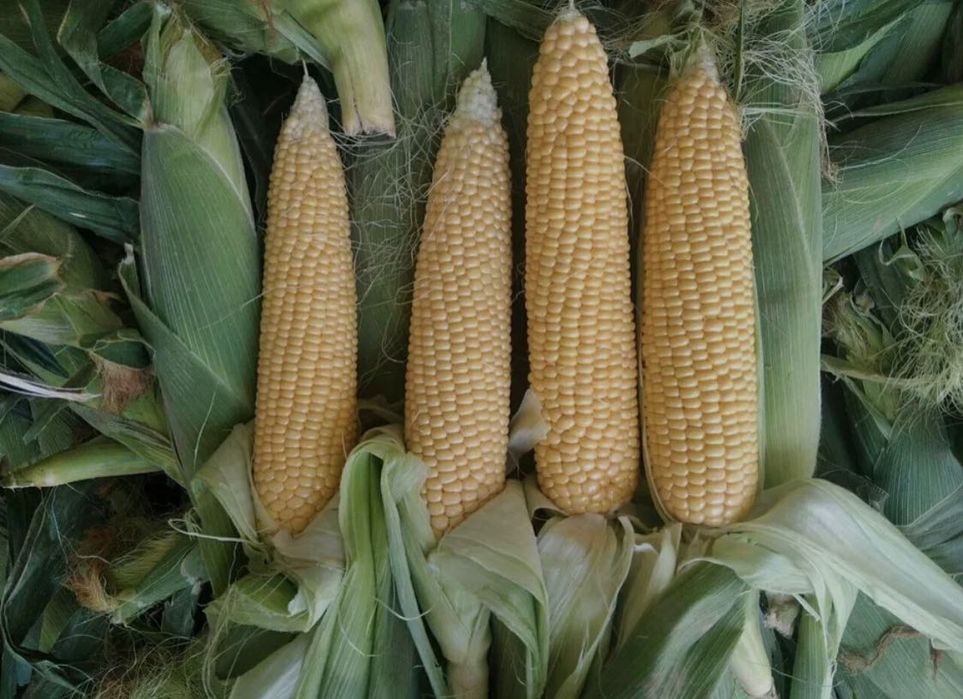 Joxori 2oyli katta mayda yoq