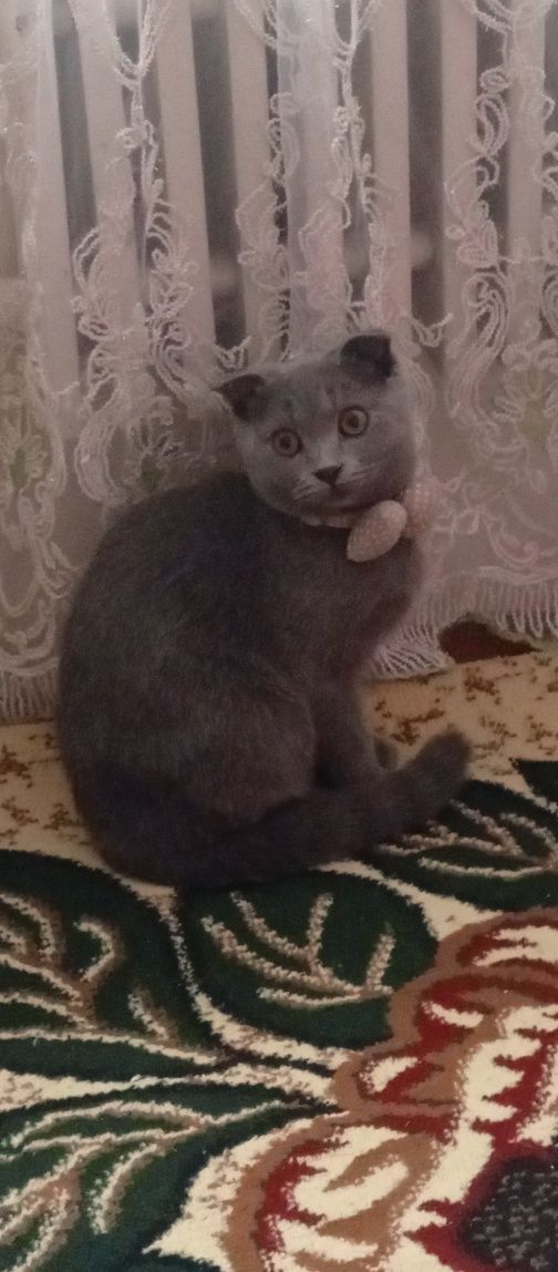 British Shorthair