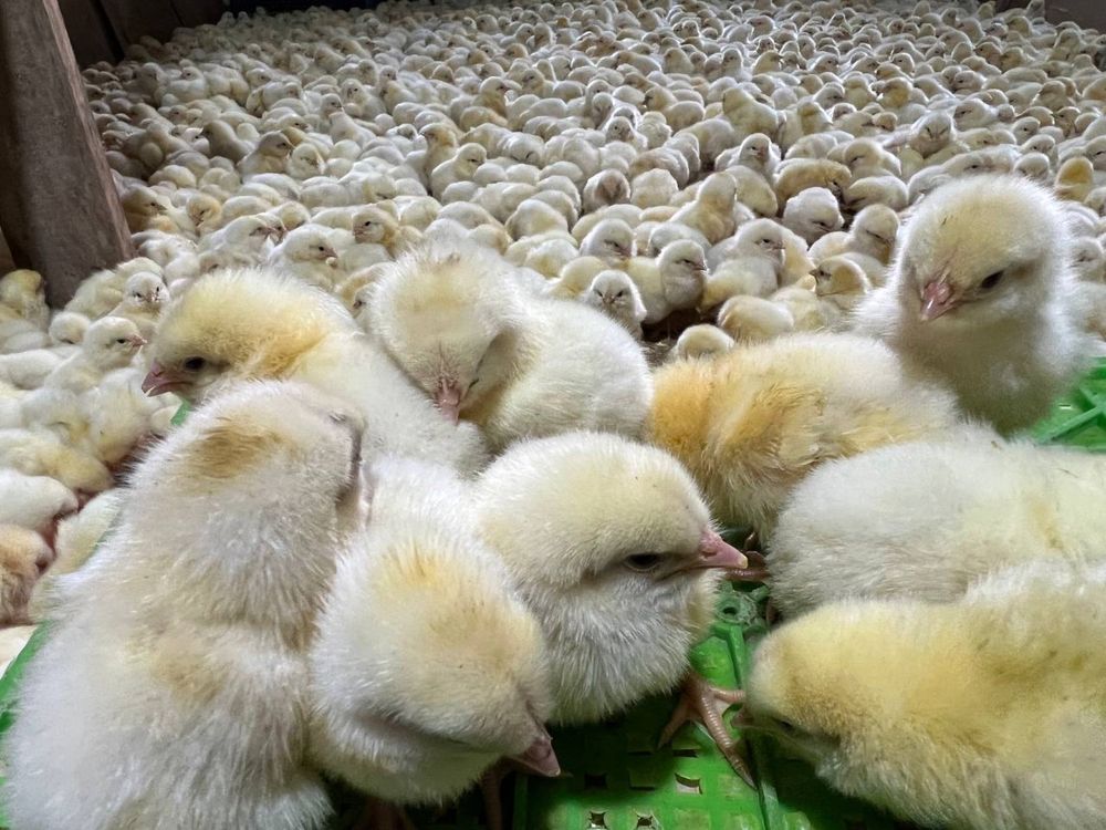 Продаются цыплята несушки сенди