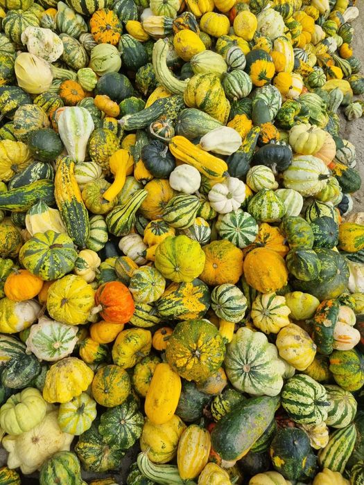 Vand dovleci de halloween si ornamentali.