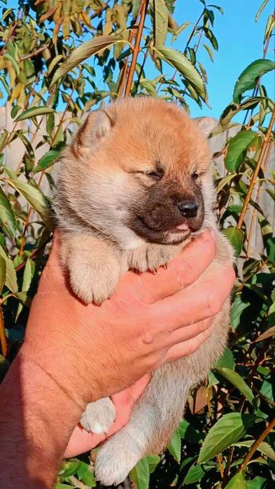 Pui Shiba Inu cu Pedigree Tip A – canisă FCI