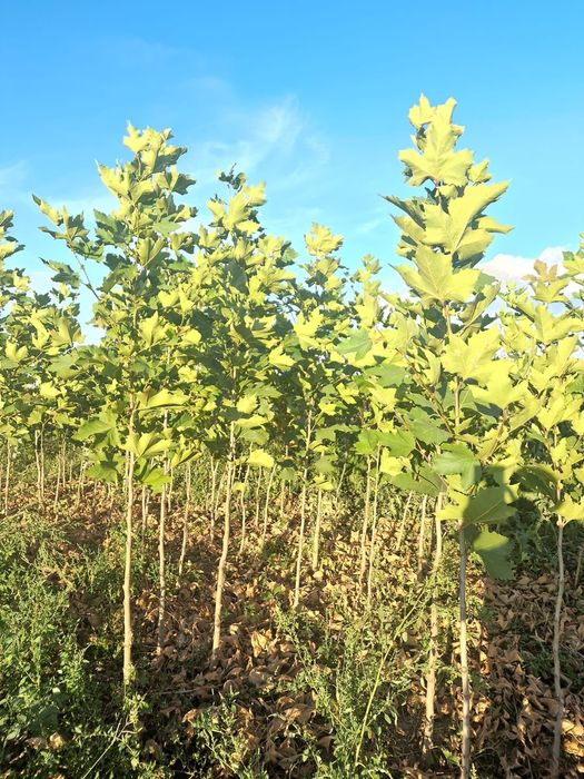 Platan mesteacăn frasin catalpa