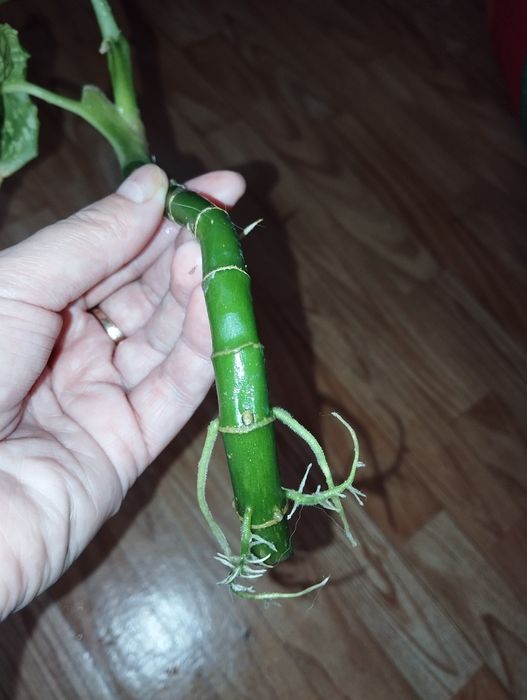 Диффенбахия Рефлектор отросток