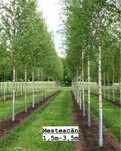 Vand copaci ornamentali-mesteacan/platan/tei