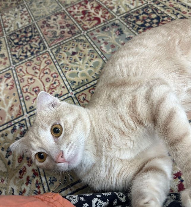 Кот отдам в хорошие руки