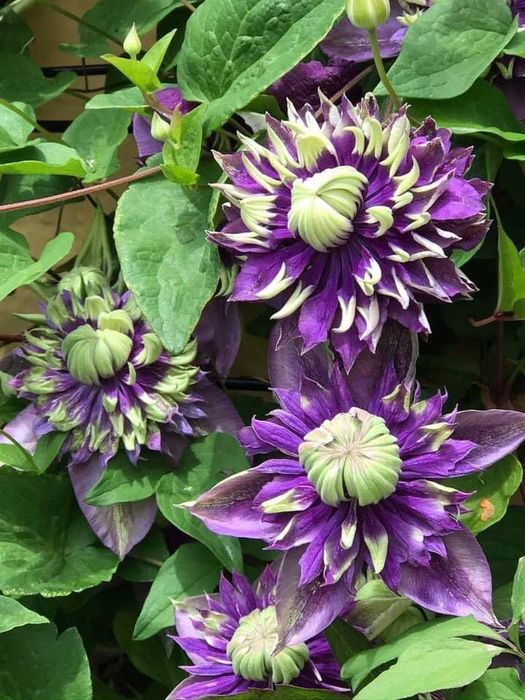 Клематис Тайга махровый