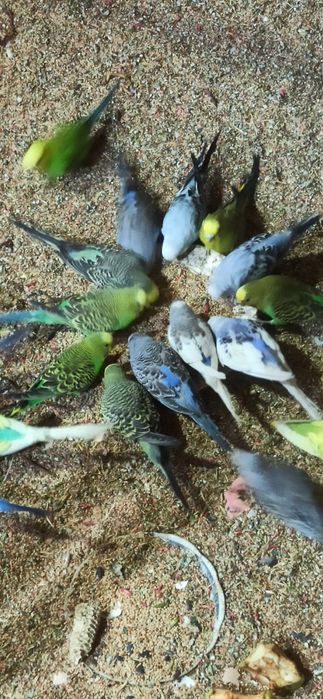 Волнистый попугай