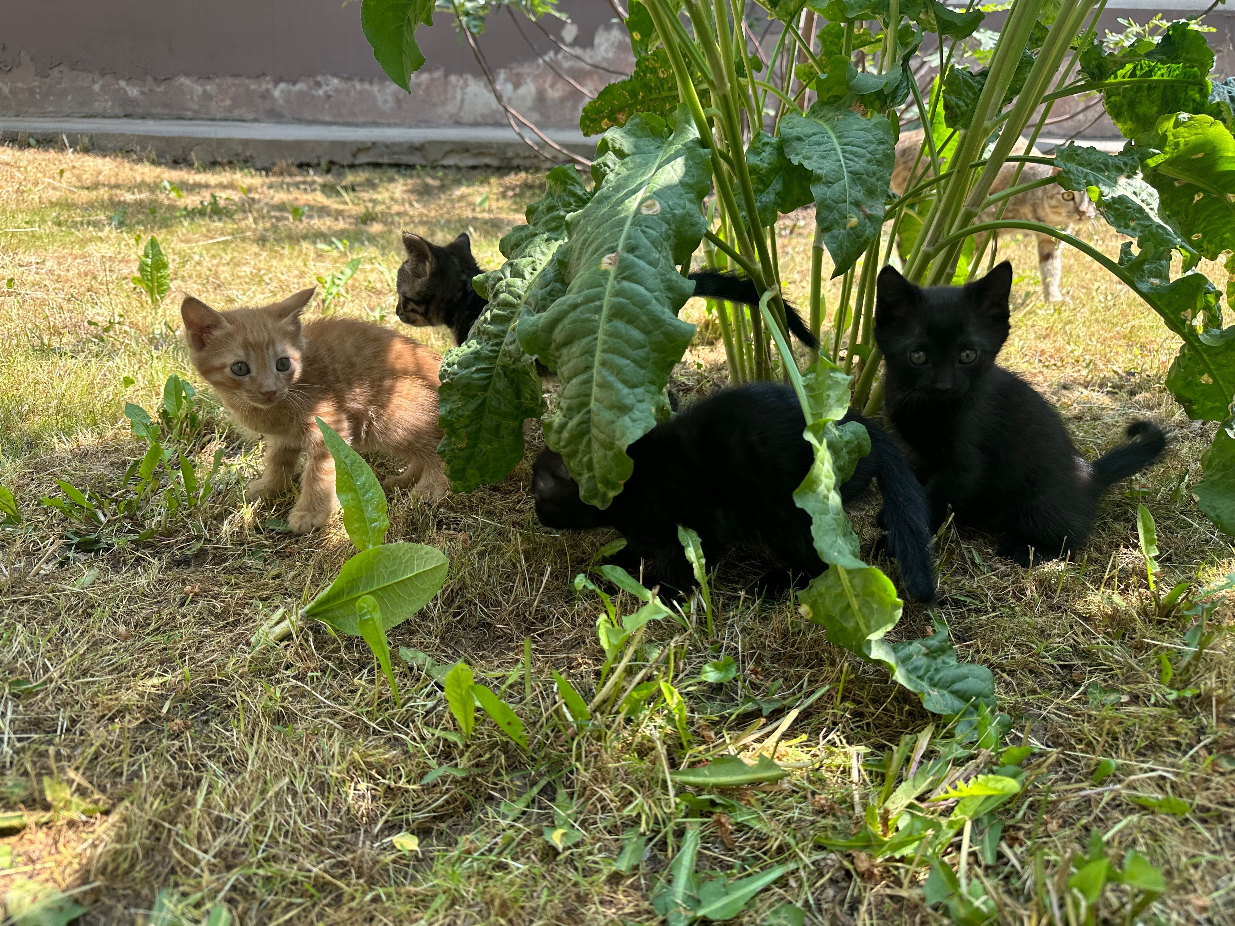 Котята отдам даром