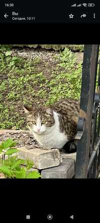 Найден кот район примерно муратбаева Гоголя .Кот с красным ошейником.