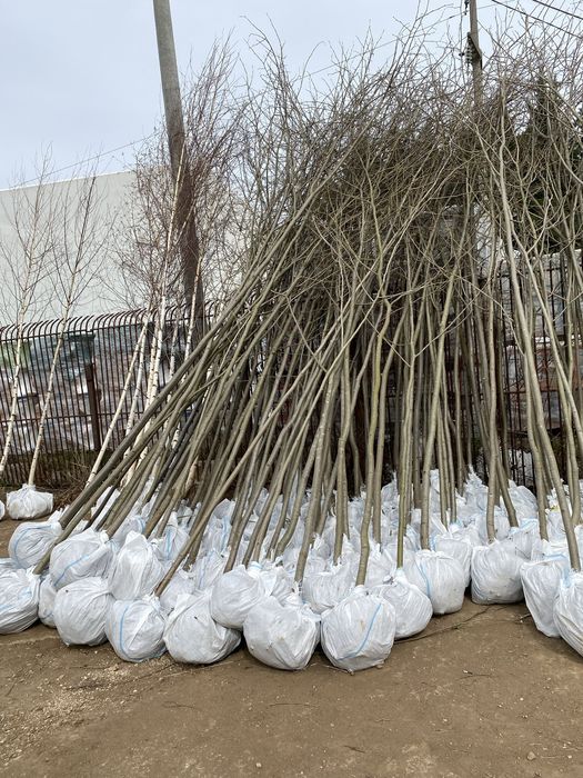 Mesteacan alb si tei