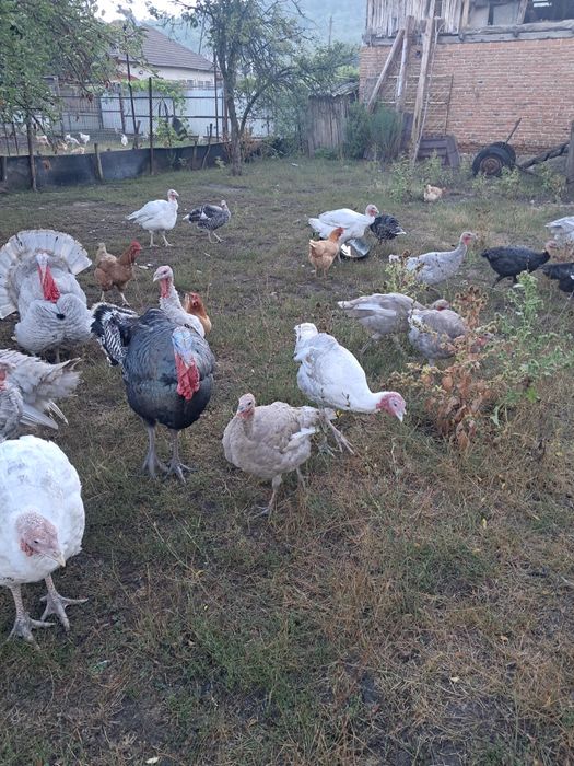 Pasari de curte pentru toate buzunarele