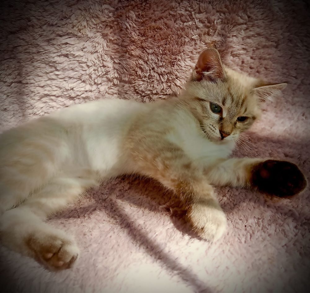Котенок в добрые руки