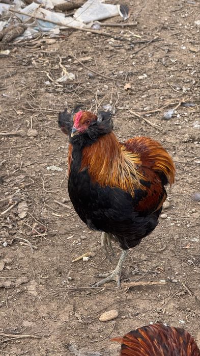 Cocos golden / gat auriu cu favoriti inelat 2025