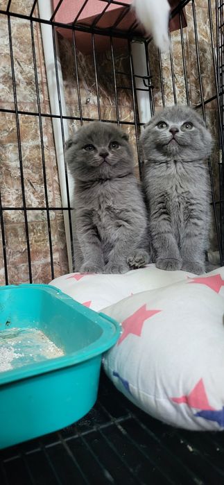 Скотиш Фодл теди