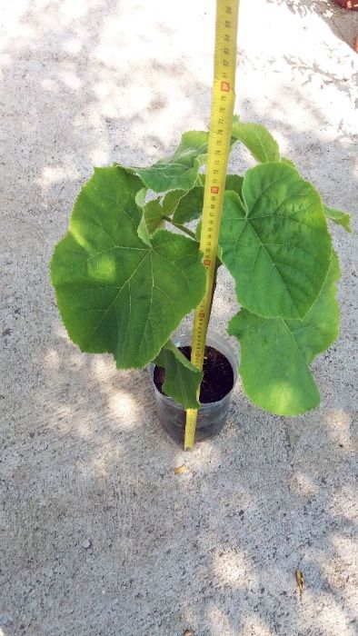 Vand puieti paulownia tomentosa ( la ghiveci )