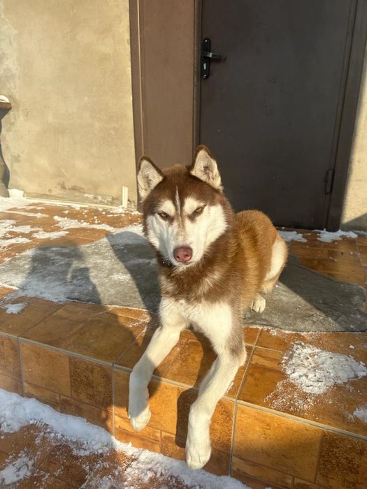 Продам хаски 3 года домашняя собака