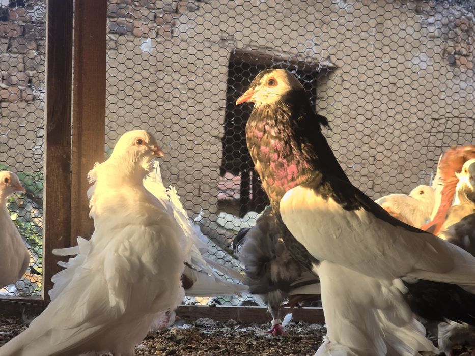 Гълъби - всякакви видове