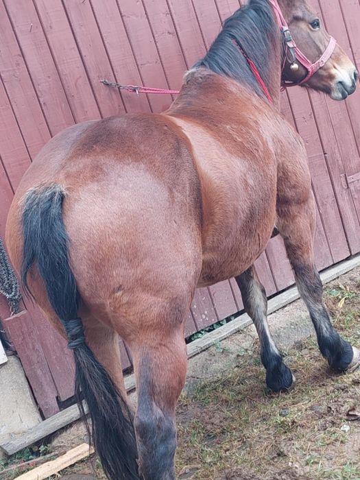 Vând Mânză de 3 Ani ..