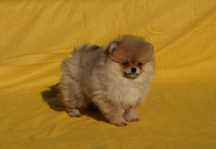 Pomeranian fetita cu pedigree FCI