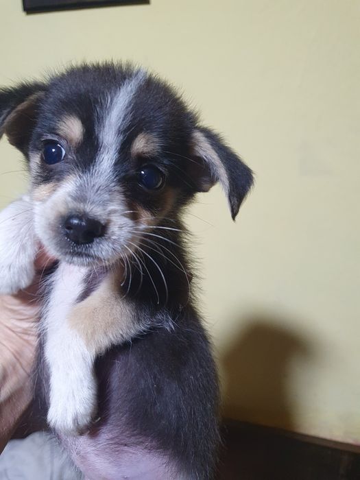 Подарявам малки сладурчета