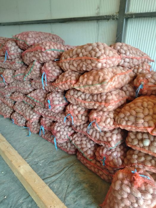 Cartofi de sămânță, roșii și albi