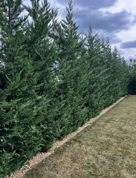 Vând chiparos leylandi diferite dimensiuni