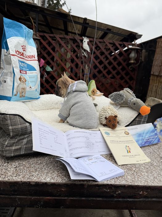 Bulldog franez cu pedigree