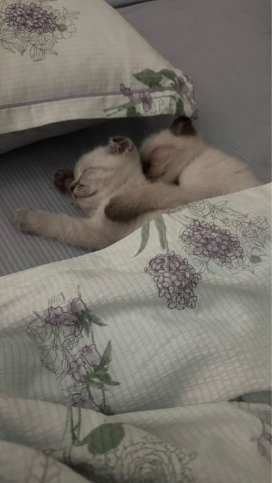 Шотладские вислухий,1.5 месяца.Приучены к горшку.