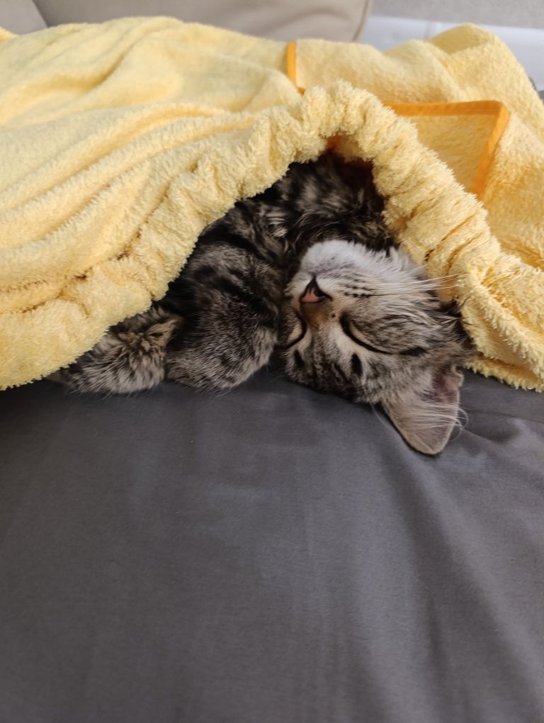 Отдам котенка даром