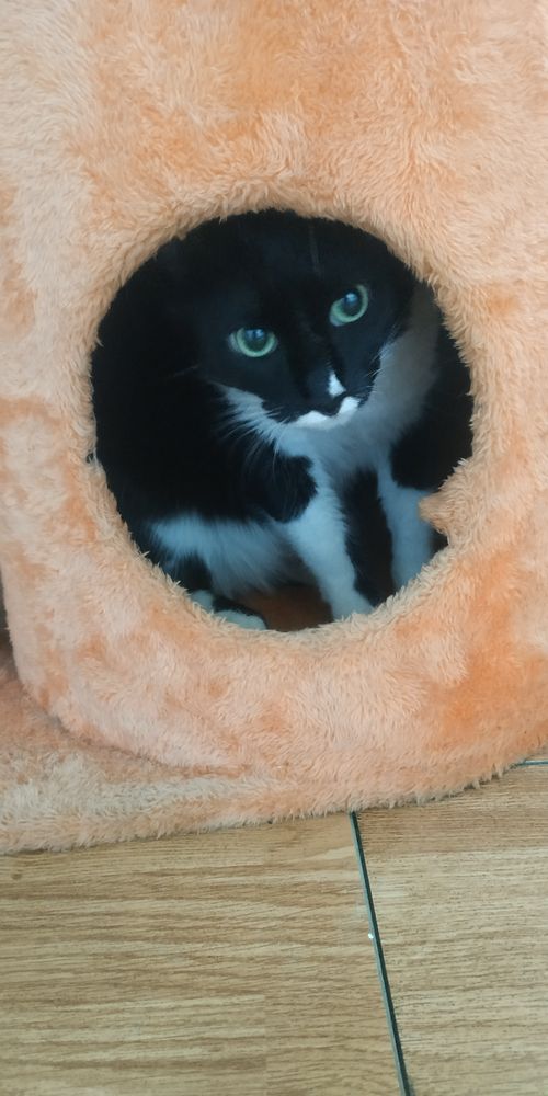 Домик для кота, кошачий домик, лежанка