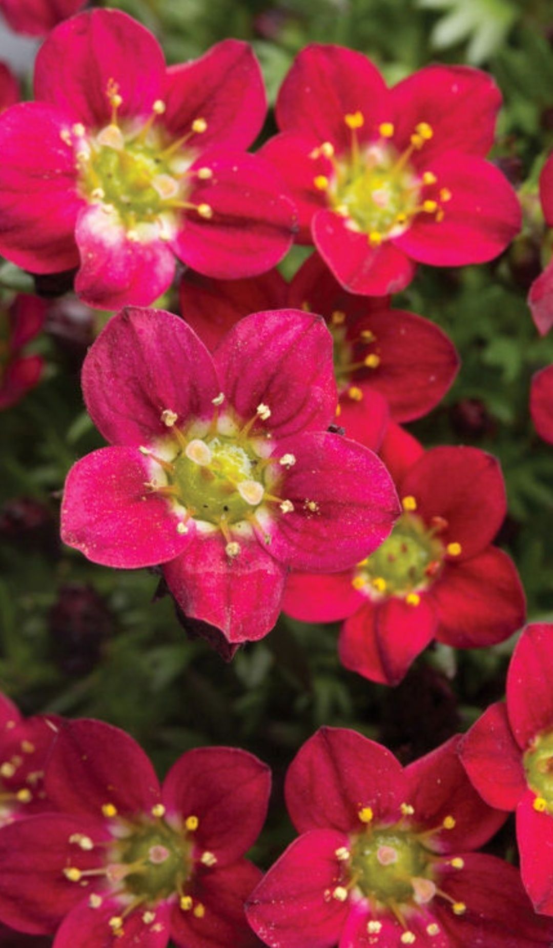 Саксифрага Бяла и Червена 
Saxifraga x arendsii pixi pan red.