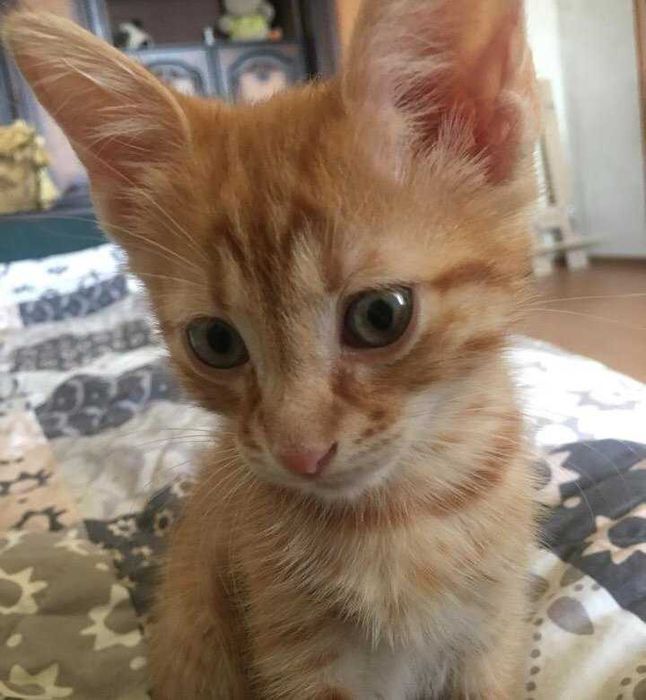 09.12 25 опять рыжый котенок,ходит в лоток без наполнителя, 3 месяца