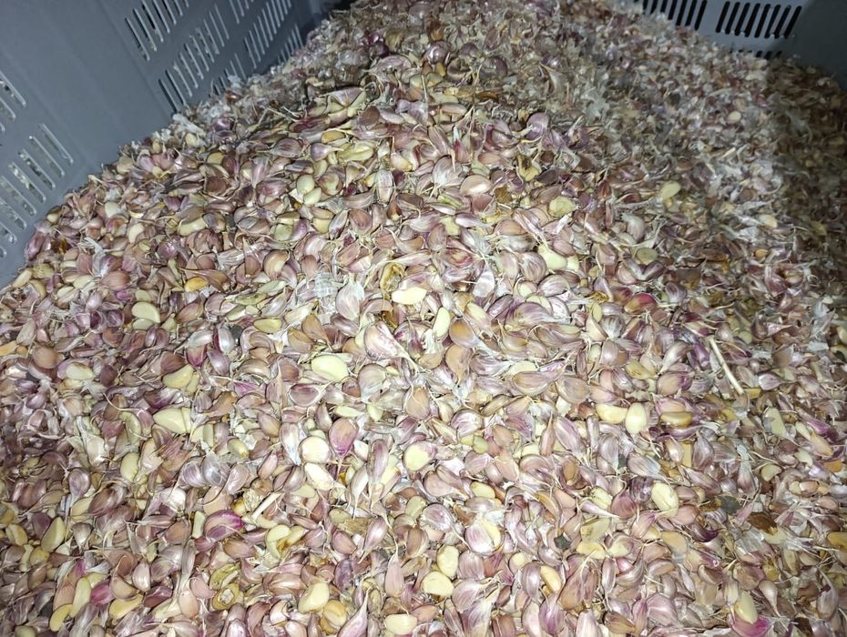 Vând urgent usturoi 5 lei /kg