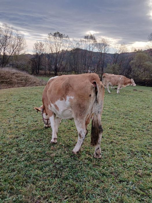 Vaci gestante de vânzare