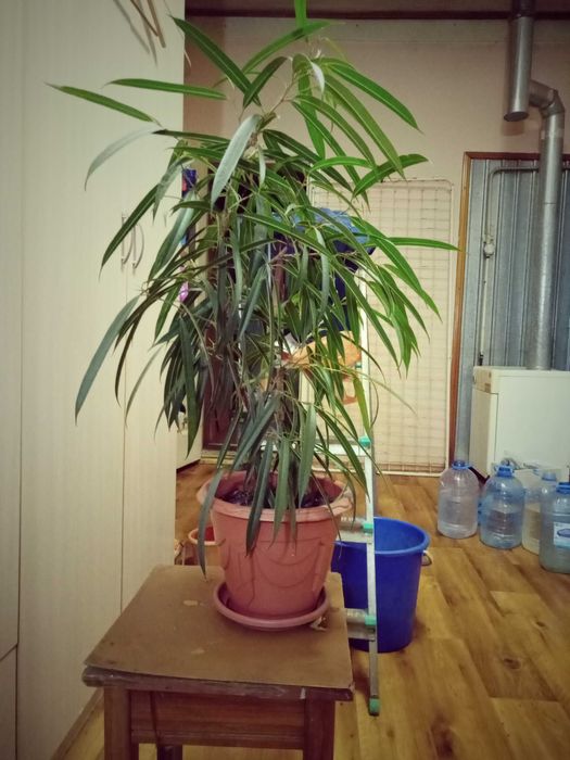 Продам  фикус ивовидный или фикус али