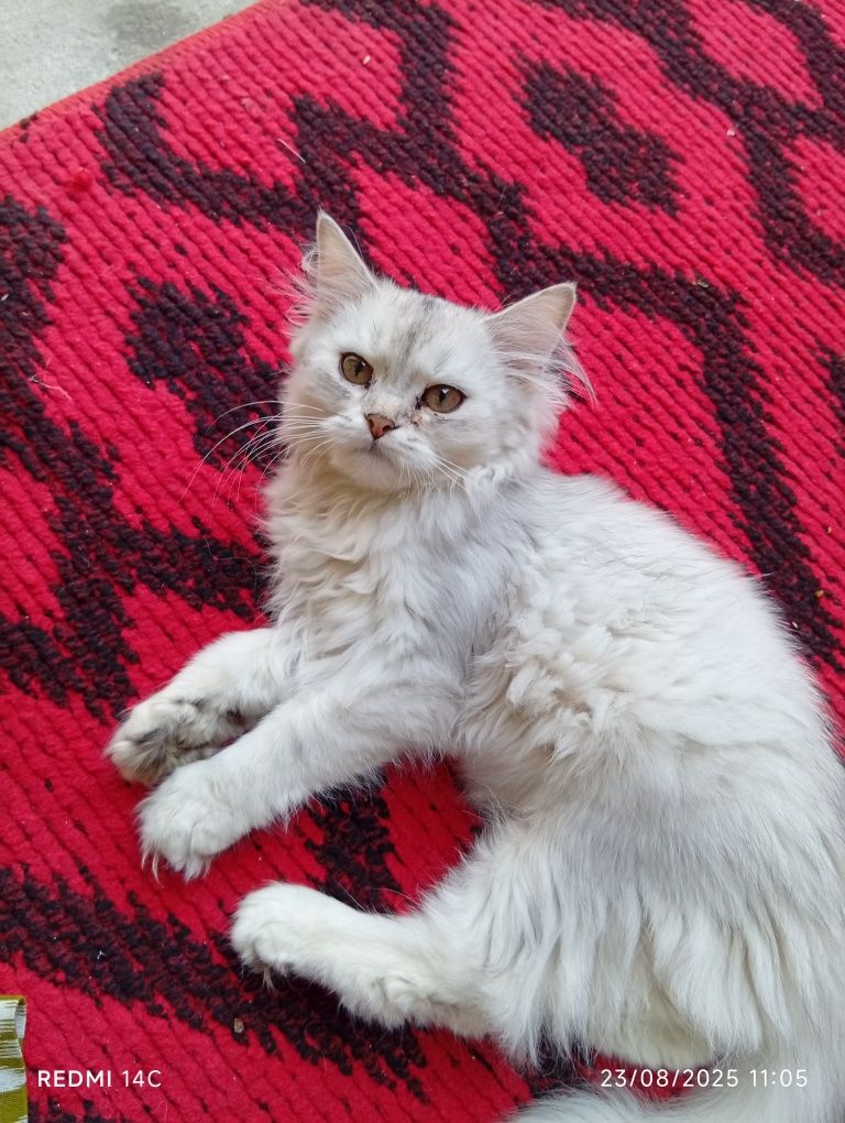 Musshukk zotli latok biladi