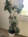 Vand ficus 1,8 m