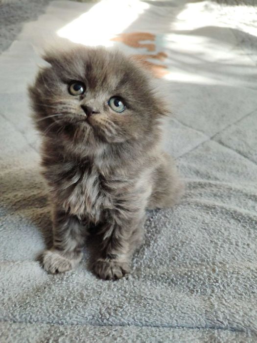 Продается котенок скоттиш фолд