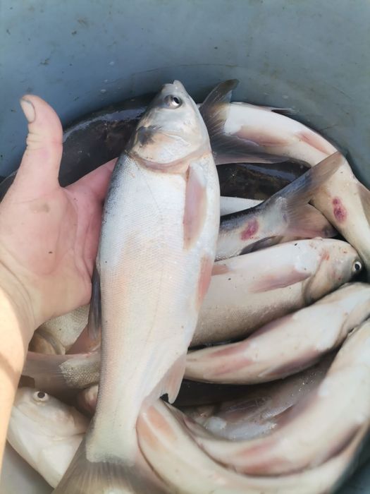 Puiet crap  fitofag caras