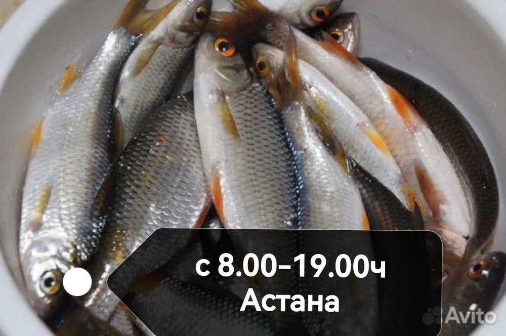 Чабак живец на щуку