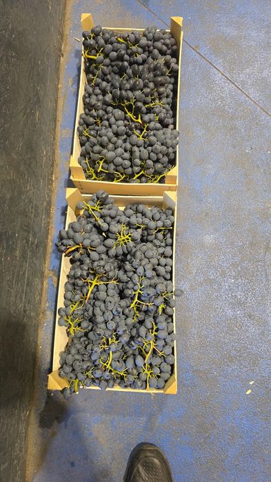 Vând struguri masă/vin