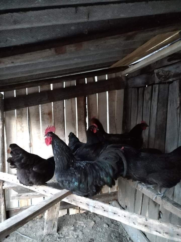 Vând ouă de Wyandotte, Brahma, Cochinchina, Plymouth, Australorp